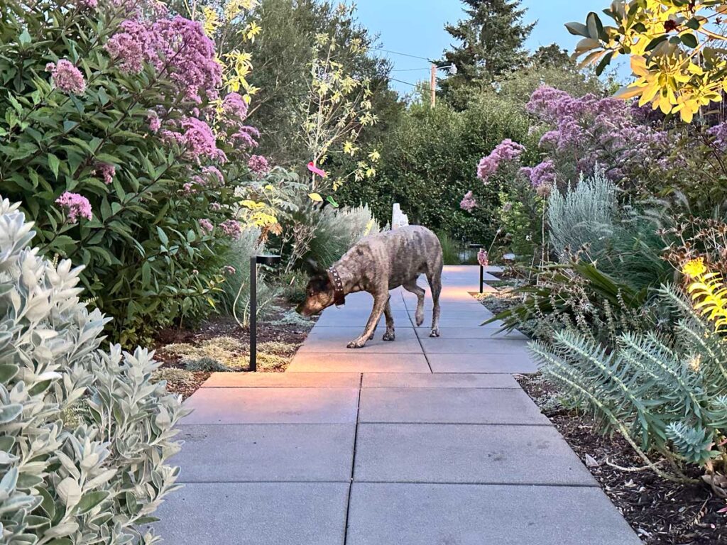 landscaping path pavers plants