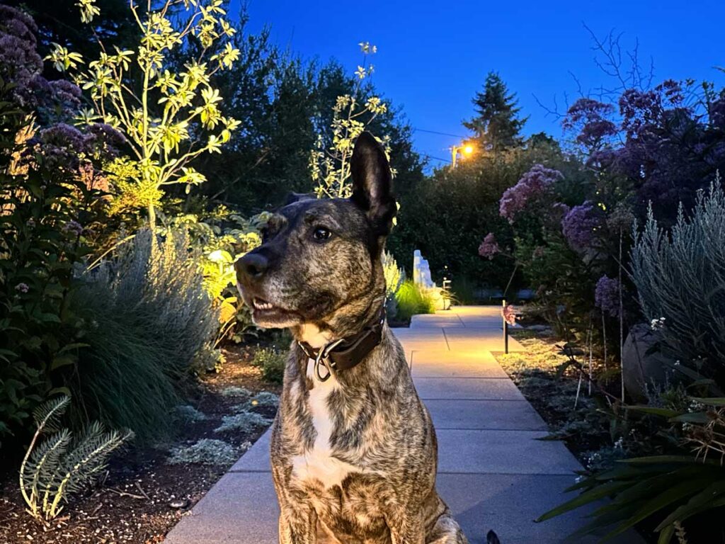 landscaping remodel frontyard path lights