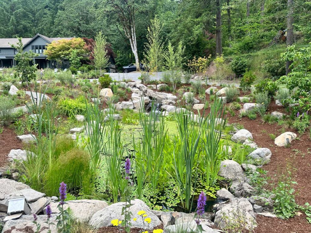 pond landscaping